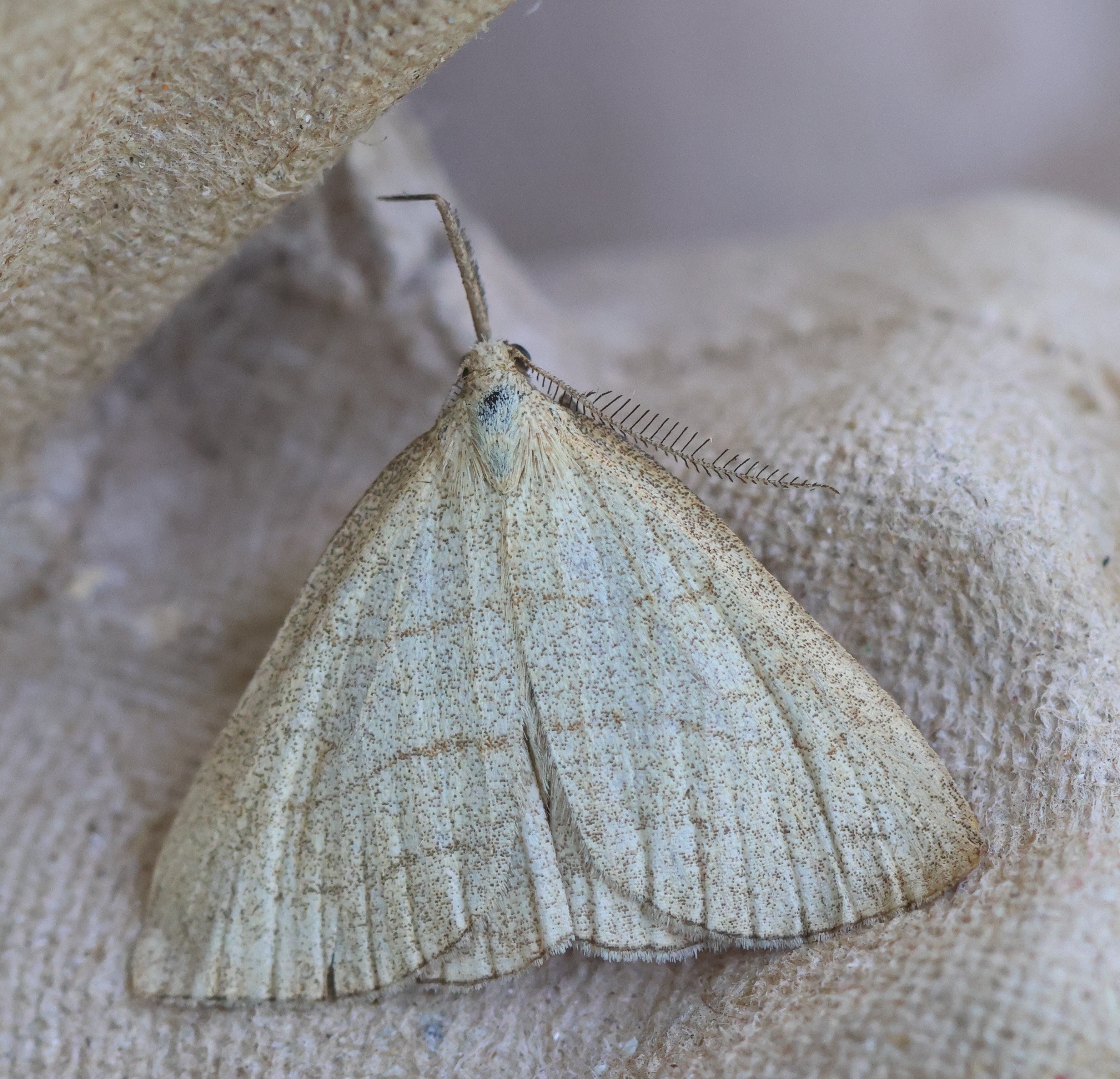 Photo of Polypogon tentacularia